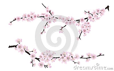 Spring blooming tree branches with pink flowers Vector Illustration