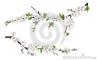 Spring blooming tree branches with white flowers Vector Illustration