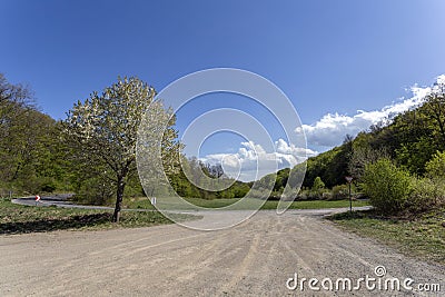 Spring-blooming tree in the Bukk mountains Stock Photo