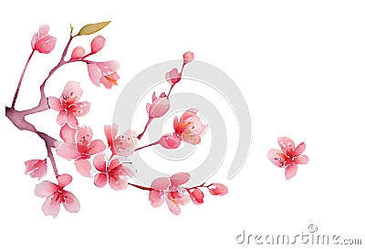 Spring blooming Twig. Pink cherry blossoms flowers. watercolor illustration Cartoon Illustration