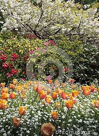 Spring Blooms in Buchart Formal Gardens Stock Photo