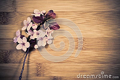 Spring blossom Stock Photo