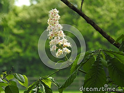 Spring blossom fragrant and new Stock Photo