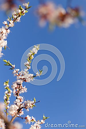 Spring blossom of apricot flowers Stock Photo