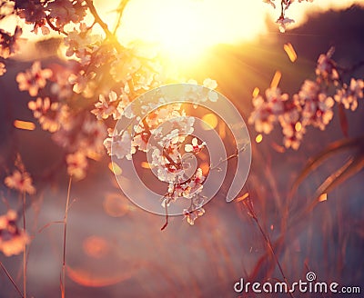 Spring blossom background. Beautiful nature scene with blooming tree and sun flare Stock Photo