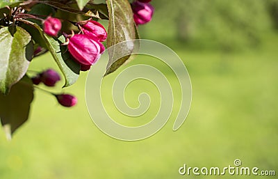 Spring blossom background. Spring blooming. Apple tree blossom with pink flowers Stock Photo