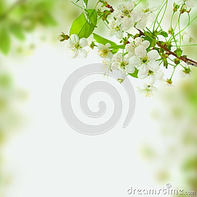 Spring blossom background, green leaves and white flowers Stock Photo