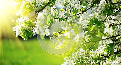 Spring blossom background. Nature scene with blooming tree and sun flare. Spring flowers Stock Photo