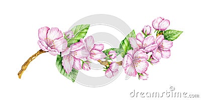 Spring Blossom. Cherry pink flowers. Blooming branch Cartoon Illustration