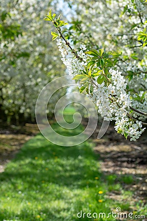 Spring blossom of cherry trees in orchard, fruit region Haspengouw in Belgium Stock Photo