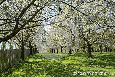 Spring blossom of cherry trees in orchard, fruit region Haspengouw in Belgium Stock Photo