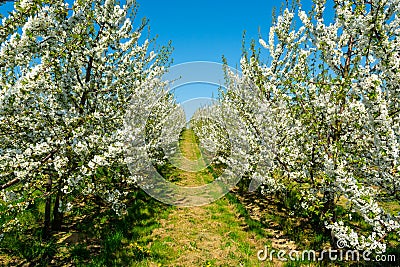 Spring blossom of cherry trees in orchard, fruit region Haspengouw in Belgium Stock Photo