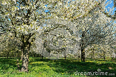 Spring blossom of cherry trees in orchard, fruit region Haspengouw in Belgium Stock Photo