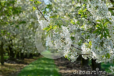 Spring blossom of cherry trees in orchard, fruit region Haspengouw in Belgium Stock Photo