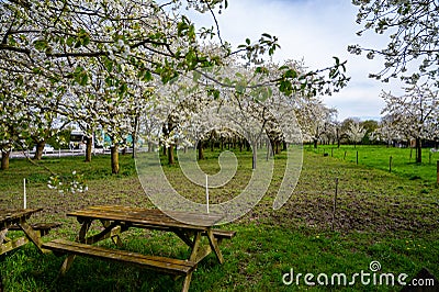 Spring blossom of cherry trees in orchard, fruit region Haspengouw in Belgium, nature landscape Stock Photo