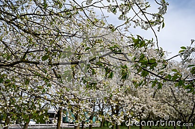 Spring blossom of cherry trees in orchard, fruit region Haspengouw in Belgium, nature landscape Stock Photo