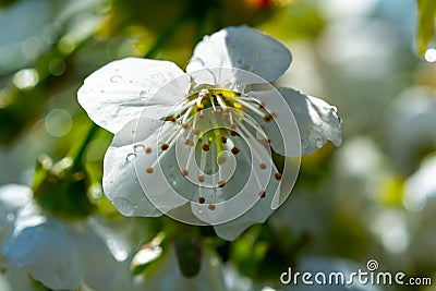 Spring blossom of cherry trees in orchard, fruit region Haspengouw in Belgium Stock Photo