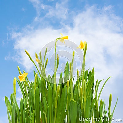 Spring blossom daffodil flowers buds blue sky Stock Photo