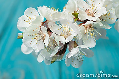 Spring blossom flowers apricot on blue wooden background Stock Photo