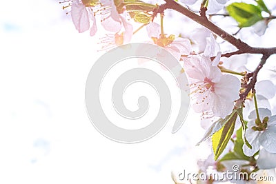 Spring blossom. May flowers and April floral nature background. For easter and spring greeting cards with copy space Stock Photo