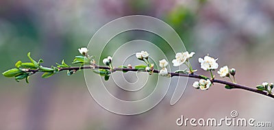 Spring blossom Stock Photo