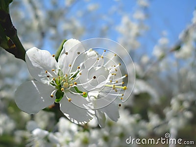 Spring blossoming of plum tree Stock Photo