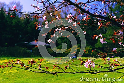 Spring Blossoming of a Sakura Stock Photo