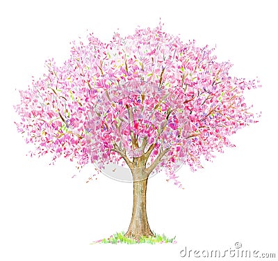 Spring blossoming tree isolated on white. Stock Photo