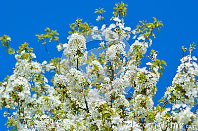 Spring blossoming tree Stock Photo