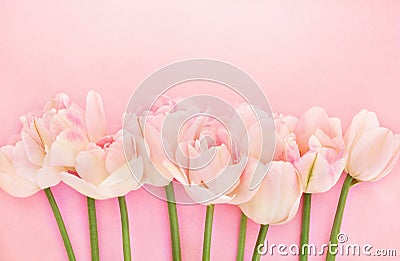 Spring blossoming tulips, pink flower background Stock Photo