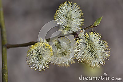 spring blossoming willow branch spring background concept rebirth blossom Stock Photo