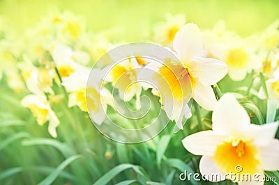 Spring blossoming yellow daffodils, springtime blooming narcissus flowers Stock Photo