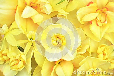 Spring blossoming yellow daffodils, springtime blooming narcissus flowers Stock Photo