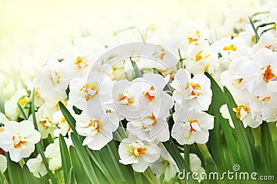 Spring blossoming yellow daffodils, springtime blooming narcissus flowers Stock Photo