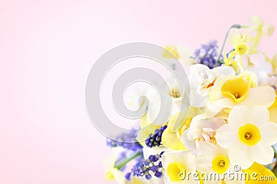 Spring blossoming yellow and white daffodils posy, springtime blooming narcissus flowers Stock Photo