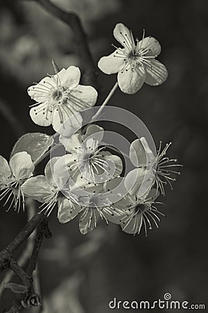 Spring Blossoming Yoshino Cherry Blossoms in Sepia Tones Stock Photo