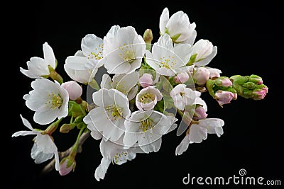 Spring blossoms Stock Photo