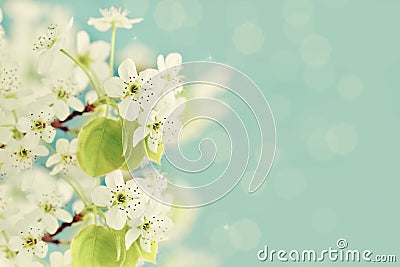 Spring Blossoms Stock Photo