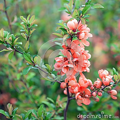 Spring blossoms, pink flowers of almonds Stock Photo