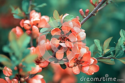 Spring blossoms, pink flowers of almonds Stock Photo