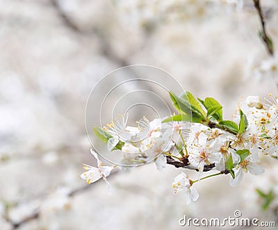 Spring blossoms Stock Photo