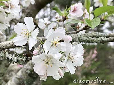 Beautiful Ornamental Spring Blossoming Yoshino Cherry Flowers Stock Photo