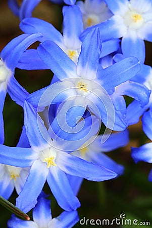 Spring blue flower Scilla luciliae Stock Photo