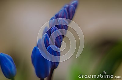Spring blue flowers Stock Photo