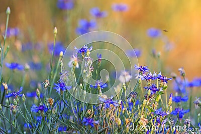 Spring blue flowers at sunset Stock Photo