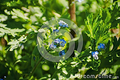 Spring blue forget-me-nots flowers, pastel background, selective focus Stock Photo