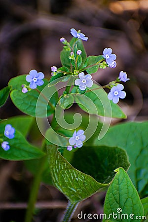 Spring blue forget-me-nots flowers, pastel background, selective focus. Blue little flowers - forget-me-not close up and green Stock Photo