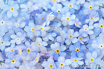 Spring blue forget-me-nots flowers posy Stock Photo