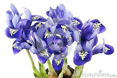 Spring blue irises grow from bulbs macro Stock Photo