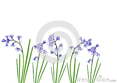 Spring Bluebells Stock Photo